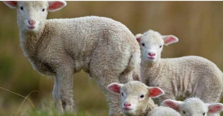 Veşti bune pentru români! Carnea de miel ar putea fi mai ieftină de Paște