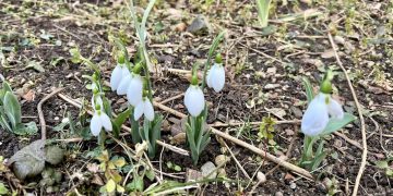 Vremea caldă din ultimele zile a dus la înflorirea primilor ghiocei în Baia Mare!