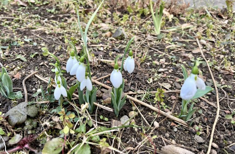 Vremea caldă din ultimele zile a dus la înflorirea primilor ghiocei în Baia Mare!
