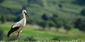 Satul Sârbi din Maramureș poate spune de acum „adio” cuibului de berze