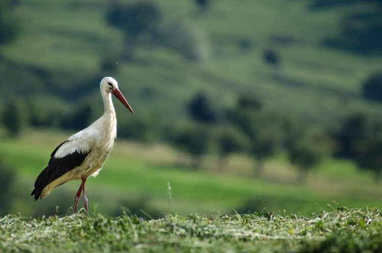 Satul Sârbi din Maramureș poate spune de acum „adio” cuibului de berze
