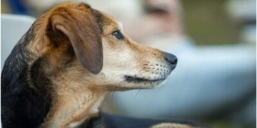 Campanie de sterilizare şi microcipare gratuită a câinilor cu stăpân ce aparțin rasei comune sau a metișilor în Sighetu Marmaţiei