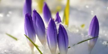 Prognoza meteo pentru perioada 5 februarie – 4 martie