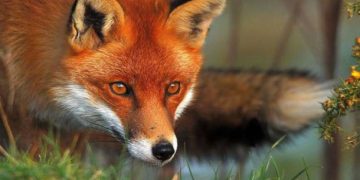 Focar de rabie, depistat în judeţul vecin