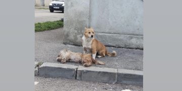 Povestea dureroasă a prieteniei dintre doi câini în fața unei tragedii
