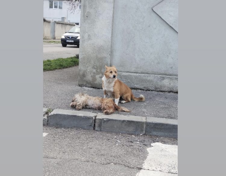 Povestea dureroasă a prieteniei dintre doi câini în fața unei tragedii