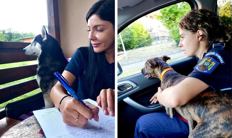 Subinsp. de poliție Mureșan Anca și subinsp. de poliție Covaci Maria activează de aproape trei ani ca medici veterinari la Biroul pentru Protecția Animalelor Maramureș