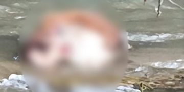 FOCAR DE INFECȚIE la Suciu de Sus: Pe malul râului au fost găsite mai multe leșuri de animale 