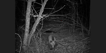 Explorarea vieții sălbatice în Cheile Lăpușului