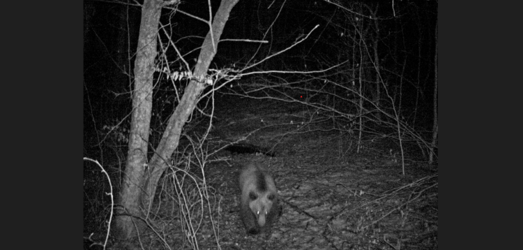 Explorarea vieții sălbatice în Cheile Lăpușului