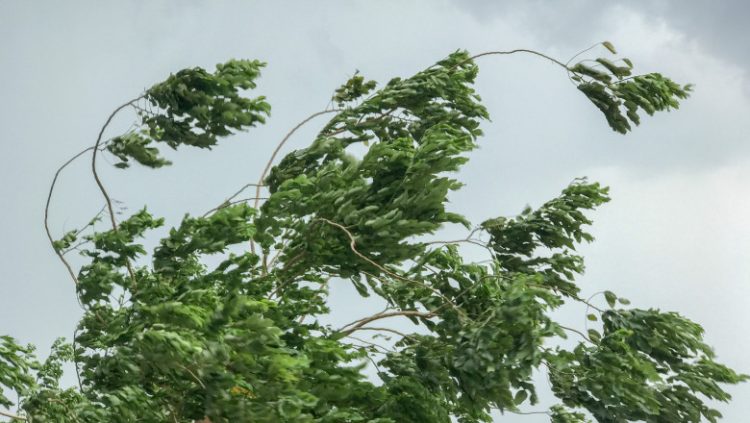 COD GALBEN de vânt în Maramureş, până vineri dimineață. Rafalele vor depăși 90-100 km/h