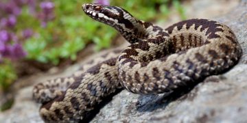 Informații importante: Echipa Salvamont Maramureș ne spune cum  să ne protejăm de întâlnirile cu șerpii în munți