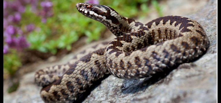 Informații importante: Echipa Salvamont Maramureș ne spune cum  să ne protejăm de întâlnirile cu șerpii în munți