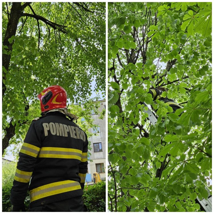 INTERVENȚIE SPECIALĂ pe Strada Cuza Vodă din Baia Mare