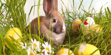 Vânătoare de ouă de ciocolată la Ocna Şugatag