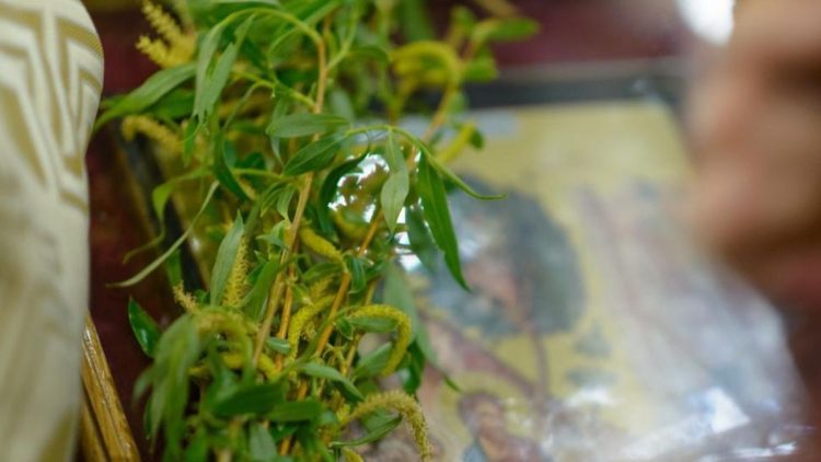 Salcia – simbolul Floriilor: simboluri religioase și întrebuințări practice