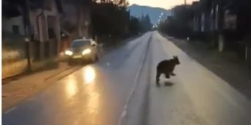 Urs filmat în timp ce alerga pe şosea la Moisei – VIDEO