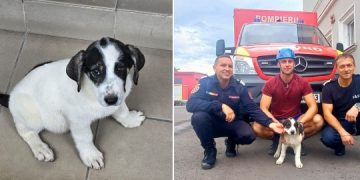 Aqua, căţelul salvat din râul Săsar, a fost adoptat