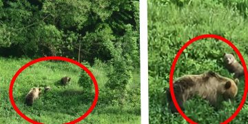 În fondul cinegetic „Strâmbu” sunt 22 de urși. Șeful Ocolului Strâmbu-Băiuț: „este normal ca ursul să coboare din pădure. Nu reprezintă un pericol”