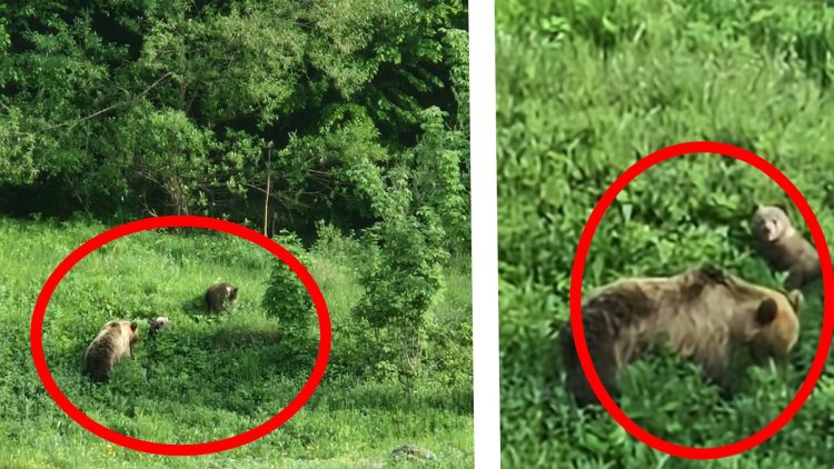 În fondul cinegetic „Strâmbu” sunt 22 de urși. Șeful Ocolului Strâmbu-Băiuț: „este normal ca ursul să coboare din pădure. Nu reprezintă un pericol”