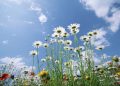 Meteorologii ne anunţă cum va fi vremea în perioada 13 mai – 10 iunie