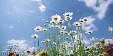 Meteorologii ne anunţă cum va fi vremea în perioada 13 mai – 10 iunie