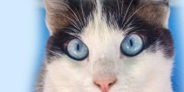 Târg de carte caritabil cu strângere de fonduri pentru sterilizarea pisicilor de pe stradă