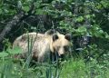 Un urs dă târcoale prin Băiuț. VIDEO
