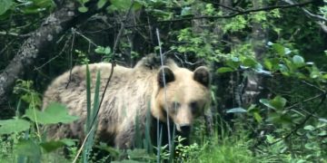 Un urs dă târcoale prin Băiuț. VIDEO