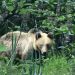 Un urs dă târcoale prin Băiuț. VIDEO