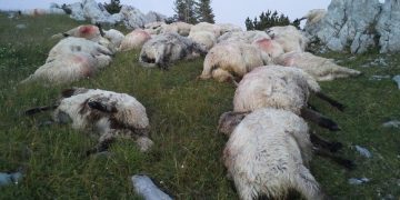 Vremea rea face pagube însemnate în Maramureș. Peste 100 de oi ucise de fulger