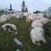 Vremea rea face pagube însemnate în Maramureș. Peste 100 de oi ucise de fulger