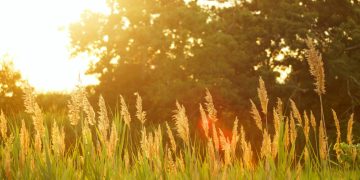 Azi este solstiţiul de vară, cea mai lungă zi din an. Ce semnificație are