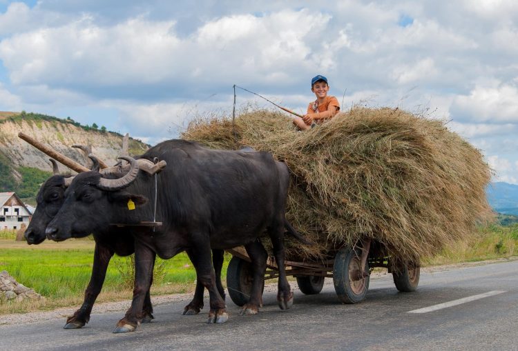 Țara Lăpușului inclusă pe lista DESTINAȚIILOR ANULUI 2024 în secțiunea: REGIUNI ECO-TURISTICE