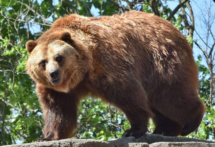 A început disputa! România are nevoie de o cotă de educație, nu de o cotă de ucidere a urșilor