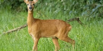 Căprior ținut în captivitate în Rogoz, relocat pe fondul de vânătoare Ruoaia