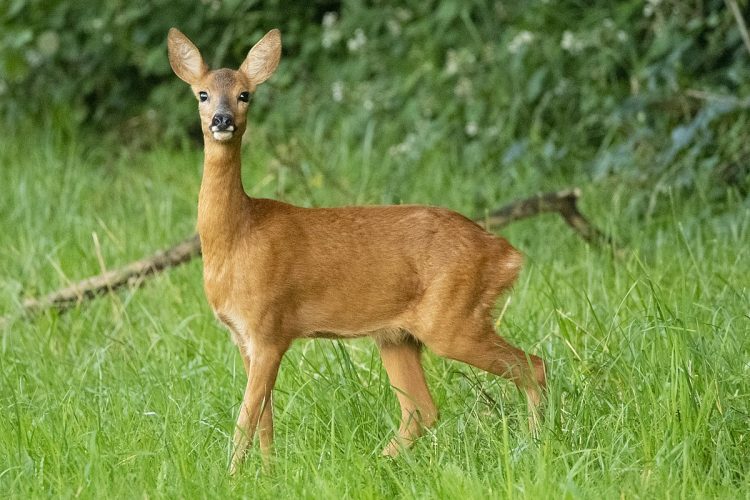 Căprior ținut în captivitate în Rogoz, relocat pe fondul de vânătoare Ruoaia