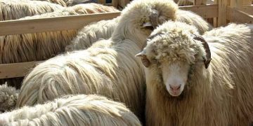 Trei lăpușeni au ajuns în spital după ce s-au spălat pe cap cu o soluție folosită la oi