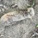 Bombă de aruncător descoperită în Satu Mare, în zona unui pod pietonal peste Someş