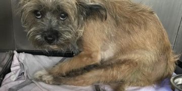 Polițiștii specializați în protecția animalelor din Baia Mare, în acţiune. Despre ce a fost vorba