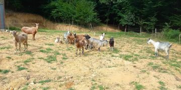 Un crescător de animale din Baia Mare și-a pierdut turma. 44 de capre sunt de negăsit 