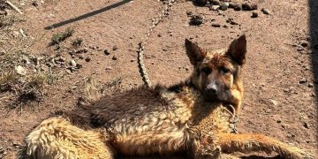 Amendă de 6.000 de lei dată unui bărbat care şi-a lăsat câinele legat cu un lanţ, în soare, fără hrană şi apă