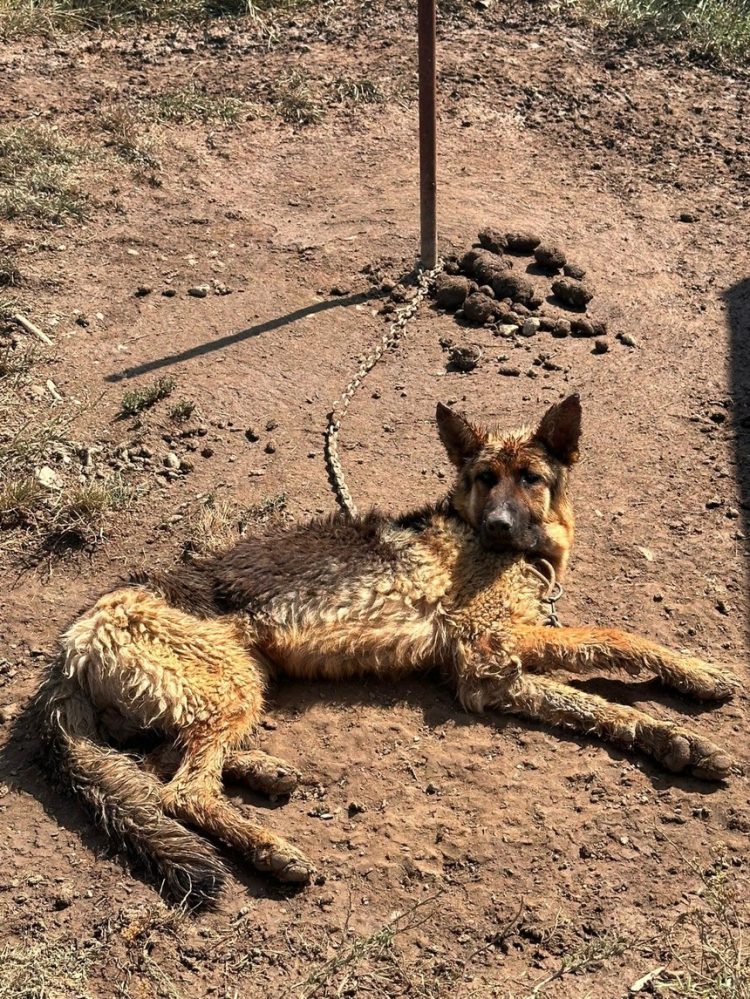 Amendă de 6.000 de lei dată unui bărbat care şi-a lăsat câinele legat cu un lanţ, în soare, fără hrană şi apă