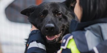 Activități desfășurate de poliţiştii maramureşeni pentru protecția animalelor