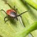 Aproape 40 de maramureșeni au făcut boala Lyme în primele luni din an