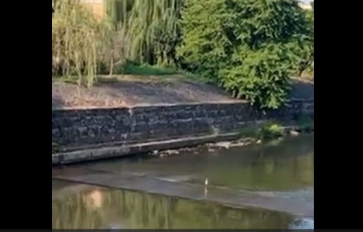 VIDEO. Vizitator inedit pe râul Săsar