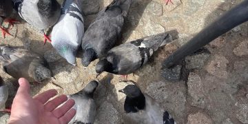 Băimărenii pot din nou să hrănească animalele pe domeniul public