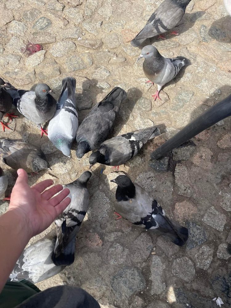 Băimărenii pot din nou să hrănească animalele pe domeniul public