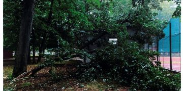 De ce au fost tăiați copacii din Parcul Regina Maria