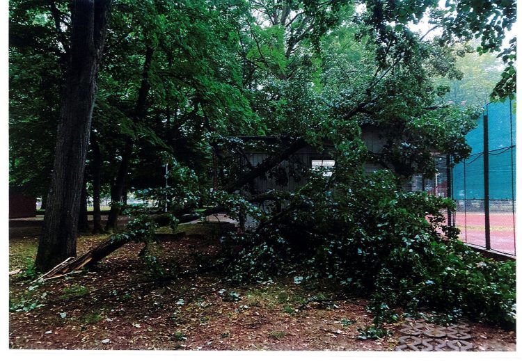 De ce au fost tăiați copacii din Parcul Regina Maria